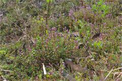 Rotala rotundifolia